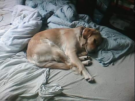 Golden retriever Bella også kaldet bellsen - Jeg er Meeeeeget træt. billede 14