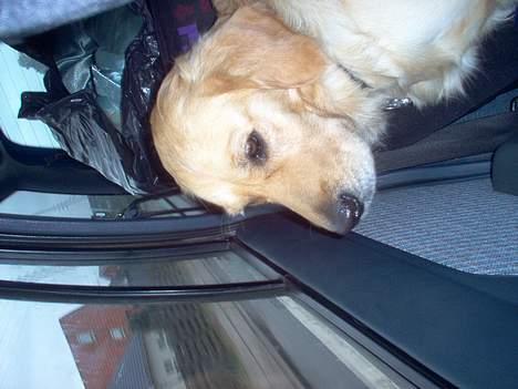 Golden retriever Bella også kaldet bellsen - Det er altså surt at man altid skal sidde i bilen når mor og far handler. billede 15