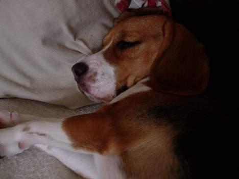 Beagle *Dharma<3* - Mus sover <3 billede 16