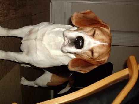 Beagle *Victor<3* - Ej mor! Blizen blænder mig ! <3 billede 15