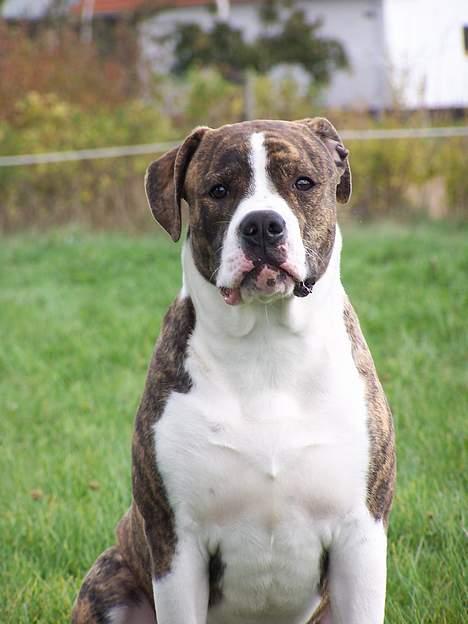 Amerikansk bulldog Kettner´s Devil Dancer - Fotogen...?? Ja da. billede 7