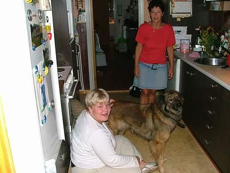 Belgisk hyrdehund Stine billede 15