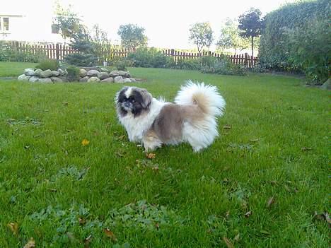 Pekingeser Gonzo billede 8