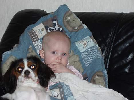 Cavalier king charles spaniel Munkebo's Fie RIP - Fie og Nikoline vi er lige gamle billede 18