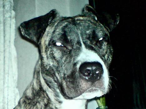 Amerikansk staffordshire terrier Ronja billede 1