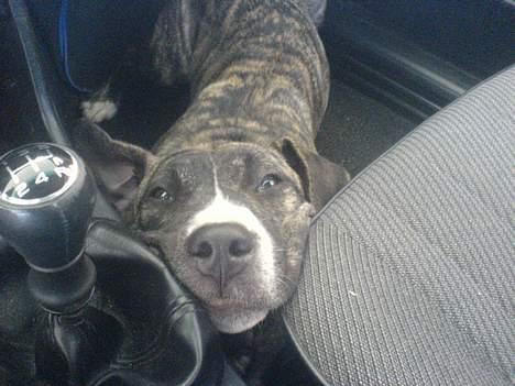 Amerikansk staffordshire terrier Ronja billede 2