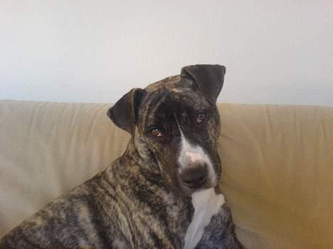 Amerikansk staffordshire terrier Ronja billede 3