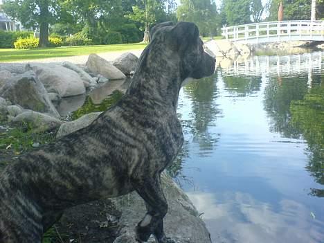 Amerikansk staffordshire terrier Ronja billede 4