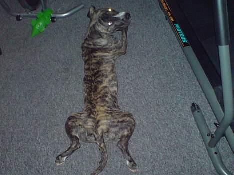 Amerikansk staffordshire terrier Ronja billede 5