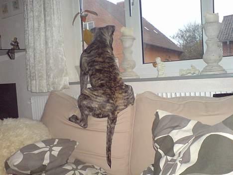 Amerikansk staffordshire terrier Ronja billede 6