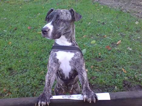 Amerikansk staffordshire terrier Ronja billede 7