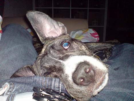 Amerikansk staffordshire terrier Ronja billede 8