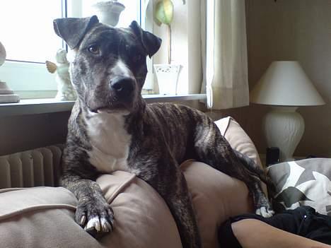 Amerikansk staffordshire terrier Ronja billede 9