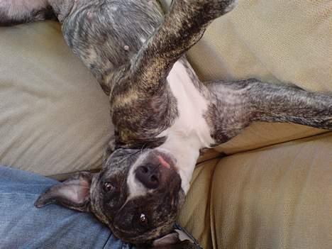 Amerikansk staffordshire terrier Ronja billede 10