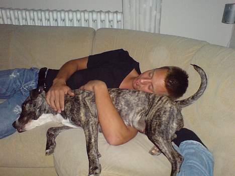 Amerikansk staffordshire terrier Ronja billede 11