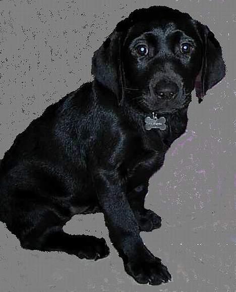 Labrador retriever Betsie billede 5