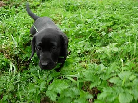 Labrador retriever Betsie billede 6
