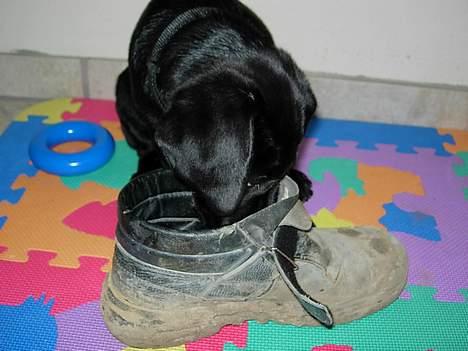 Labrador retriever Betsie billede 7