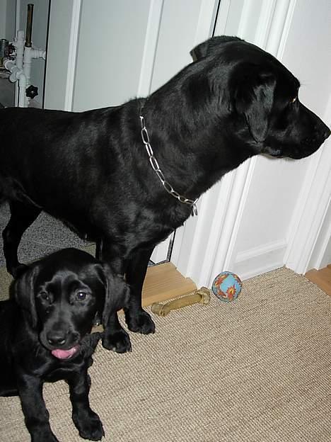 Labrador retriever Betsie billede 8