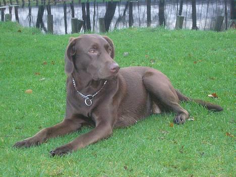 Labrador retriever Sille - Sille billede 2