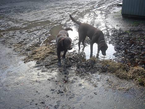 Labrador retriever Sille - Dexter og mig billede 3