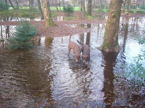 Labrador retriever Sille - vi er tørstige billede 4