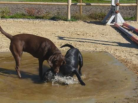 Labrador retriever Sille - vi leger i vand graven. billede 5
