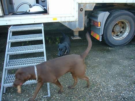 Labrador retriever Sille - Det var altså hårdt billede 6