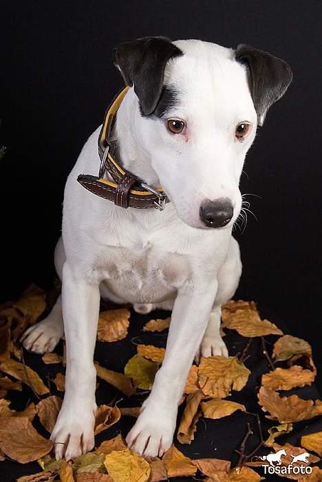 Jack russell terrier Jack billede 2