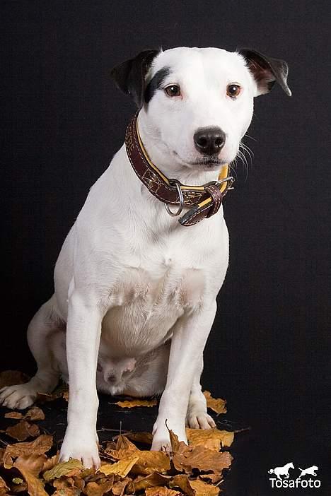 Jack russell terrier Jack billede 3