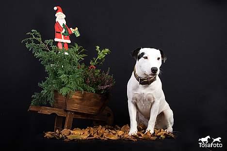 Jack russell terrier Jack billede 4