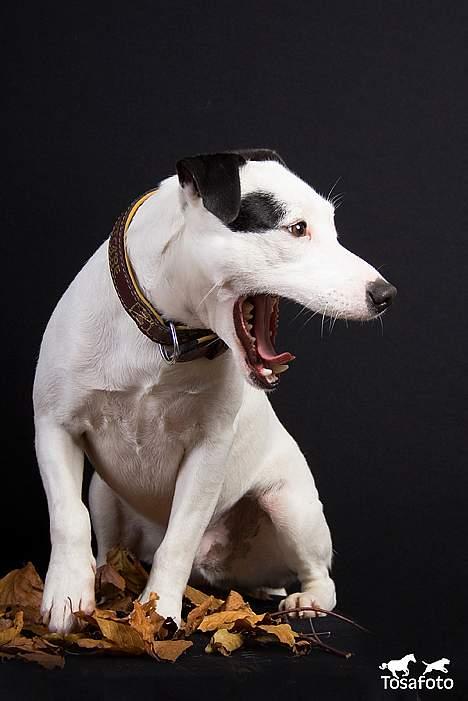 Jack russell terrier Jack billede 5
