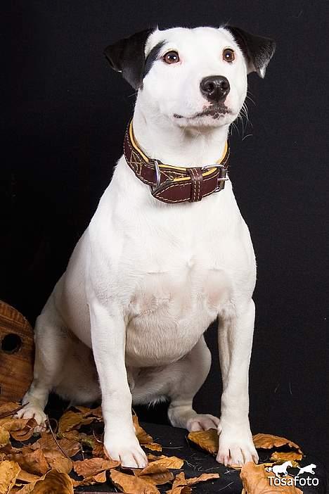 Jack russell terrier Jack billede 6
