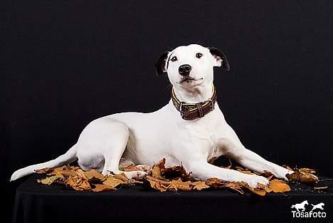 Jack russell terrier Jack billede 7