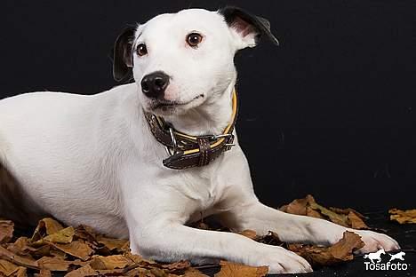 Jack russell terrier Jack billede 8