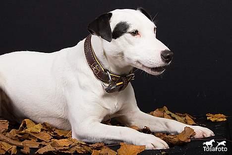 Jack russell terrier Jack billede 9