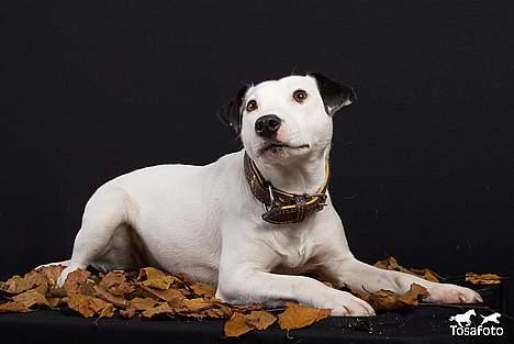 Jack russell terrier Jack billede 10