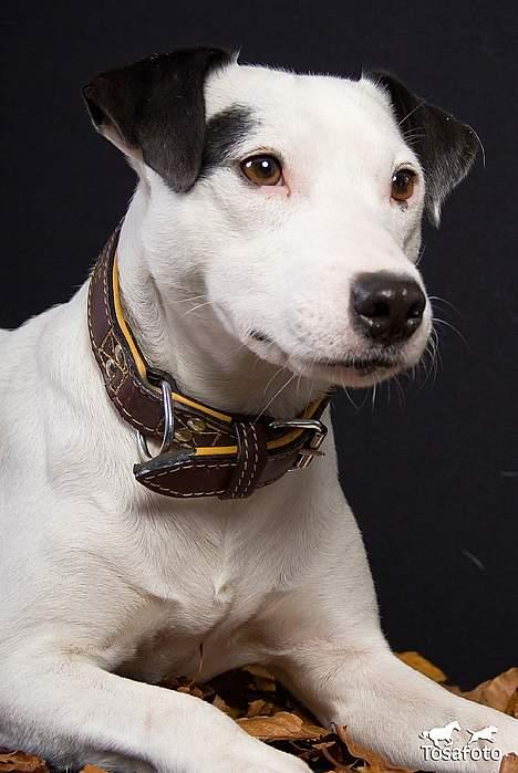 Jack russell terrier Jack billede 11