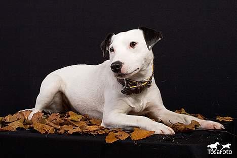 Jack russell terrier Jack billede 12