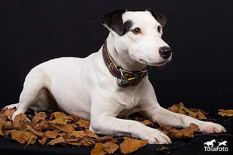 Jack russell terrier Jack billede 13
