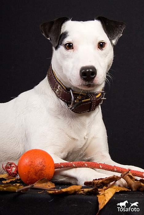 Jack russell terrier Jack billede 14