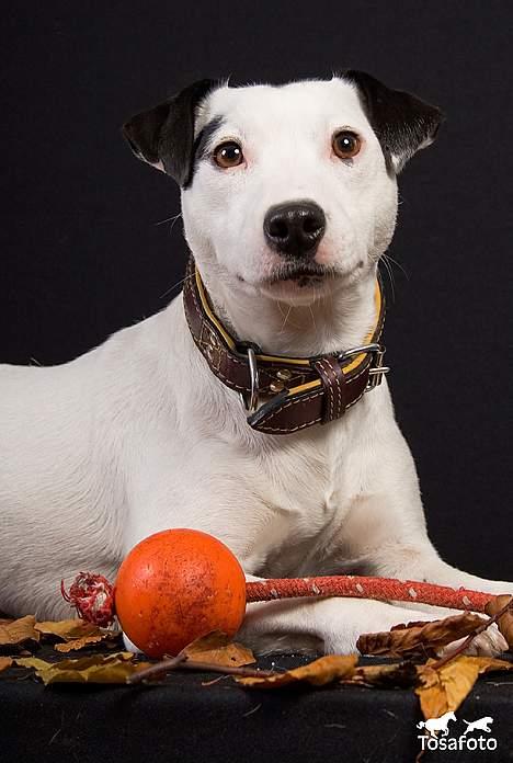 Jack russell terrier Jack billede 15
