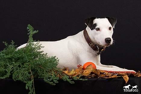 Jack russell terrier Jack billede 16