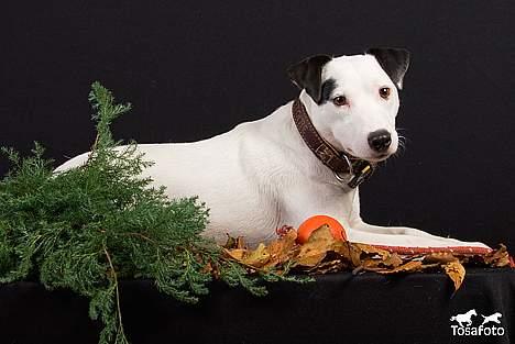 Jack russell terrier Jack billede 17