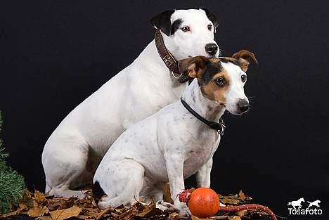 Jack russell terrier Jack billede 19
