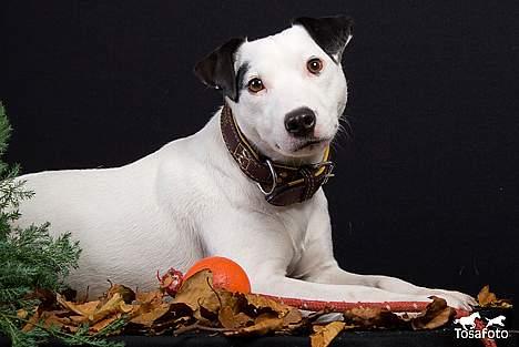 Jack russell terrier Jack billede 20