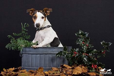 Jack russell terrier vabber billede 2