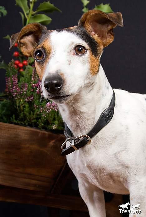 Jack russell terrier vabber billede 3