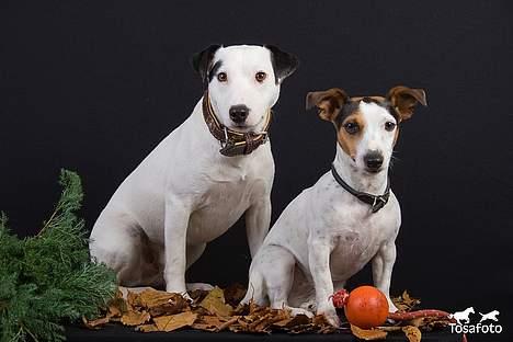 Jack russell terrier vabber billede 6