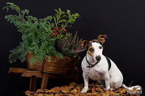 Jack russell terrier vabber billede 7